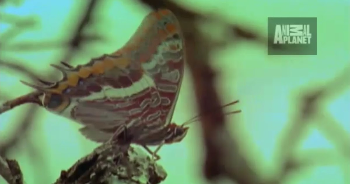 Madrilenial Butterfly the bloodsucking butterfly Madrilenial Butterfly the bloodsucking butterfly