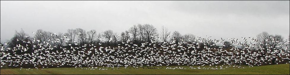 [snogeese.jpg]