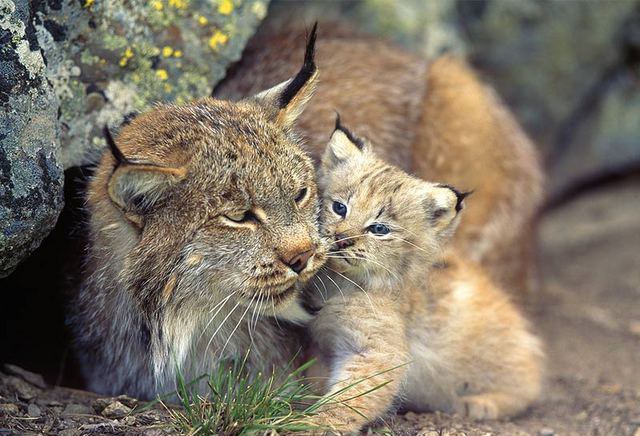 lynx%2Bmom%2Band%2Bbaby.jpg