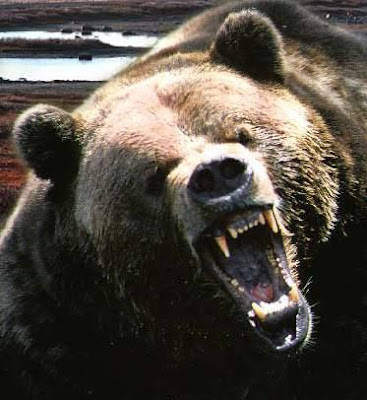 angry+bear.jpg