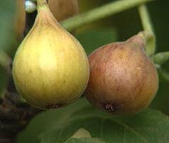 anjeer tree