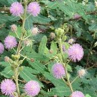 Tickle Plant