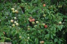 benefits of plums