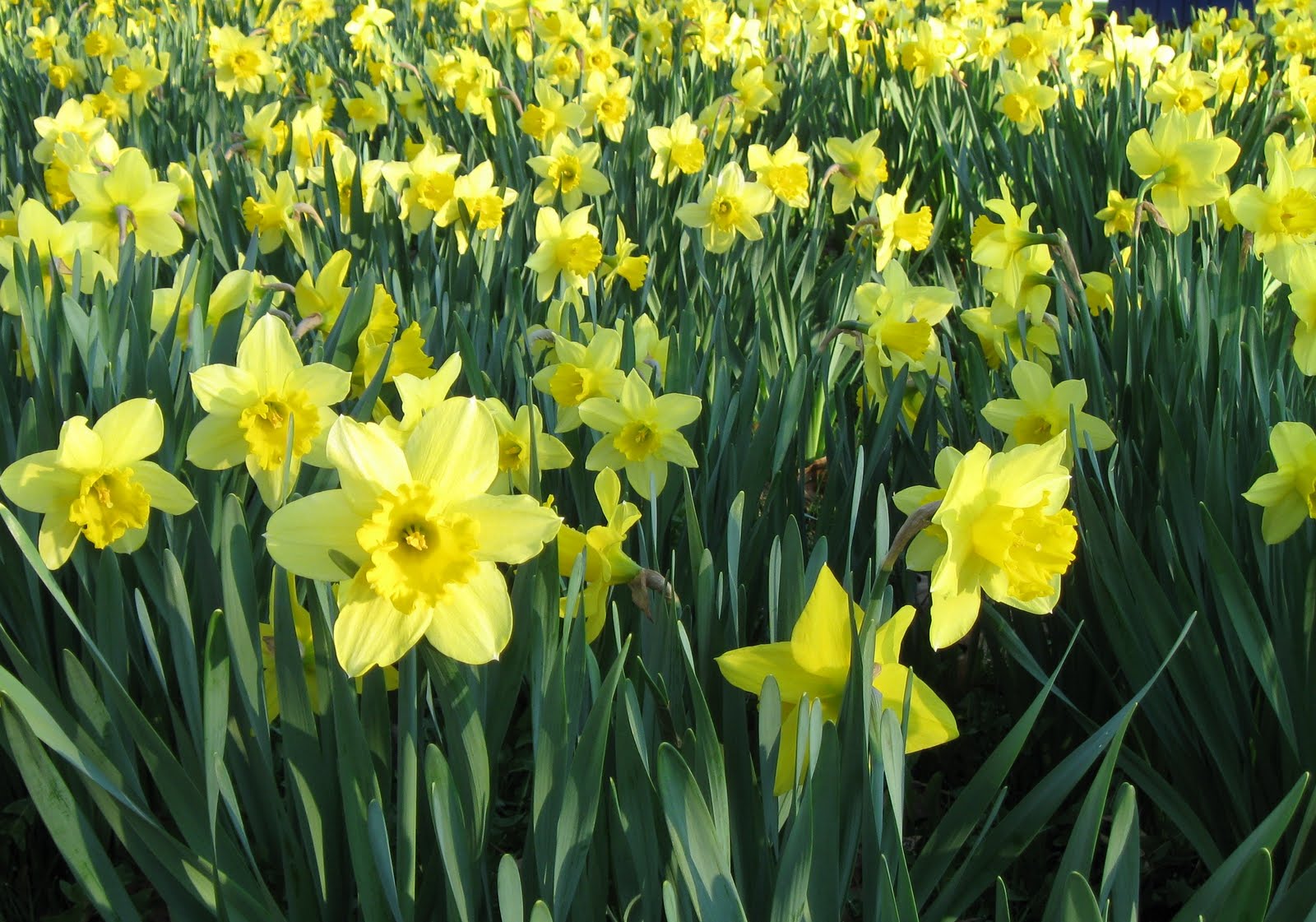 Daffodils13.JPG