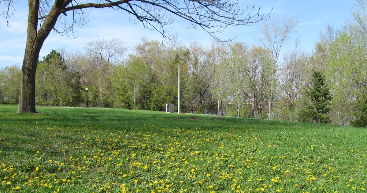 Garden Dream DANDELIONS
