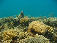 Keindahan Alam Bawah Laut TWP Kapoposang