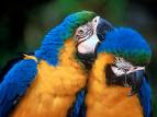 Aves de COLOMBIA
