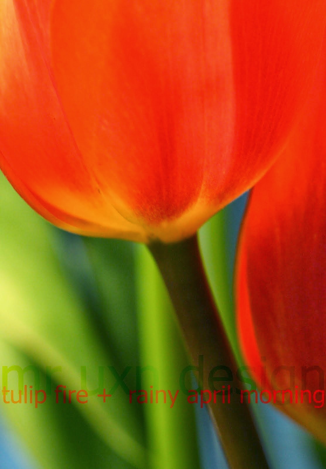 tulip fire