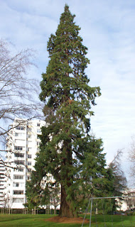 menziessequoia.jpg