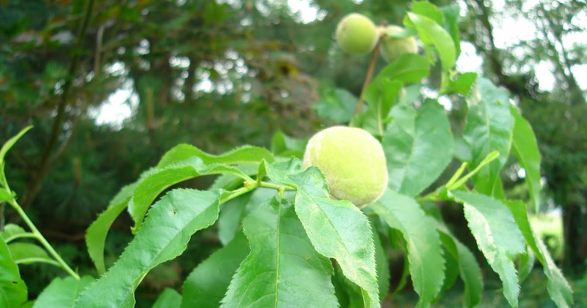 fruit on the fruit cocktail tree