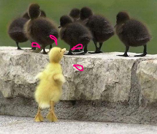 Lost Duckling