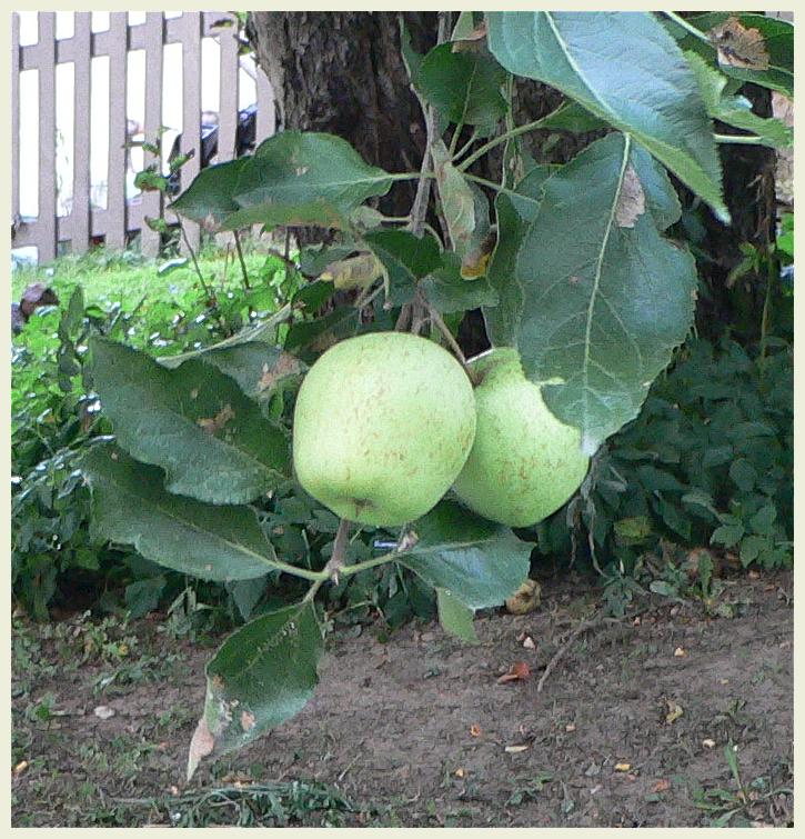 [apples_ours.jpg]