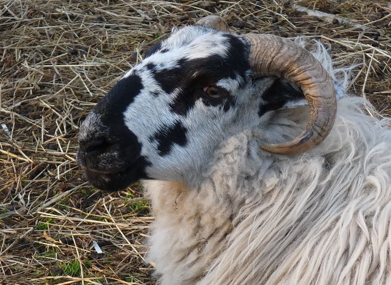 Hill Shepherd Copper Toxicity in Sheep
