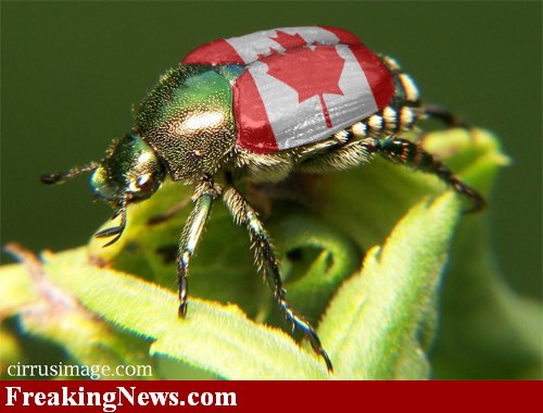 [Canadian-Beetle--21007.jpg]