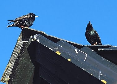 The Pest Advice What Is The Scratching I Hear In My Roof