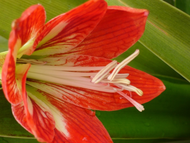 A red lily