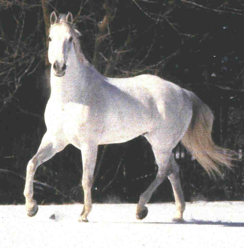 White Horse White Horse