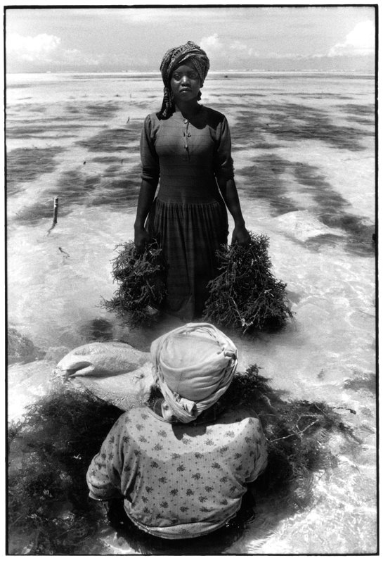 [Zanzibar+raccoglitrice+di+alghe.jpg]