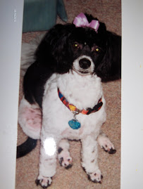 Gracie - 05/26/2000 to 12/01/2014