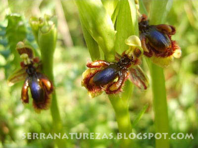 [orquidea01.jpg]