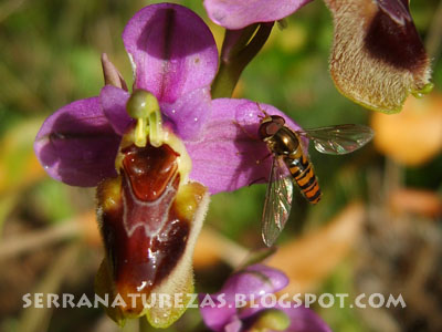 [Ophrys_apifera01.jpg]