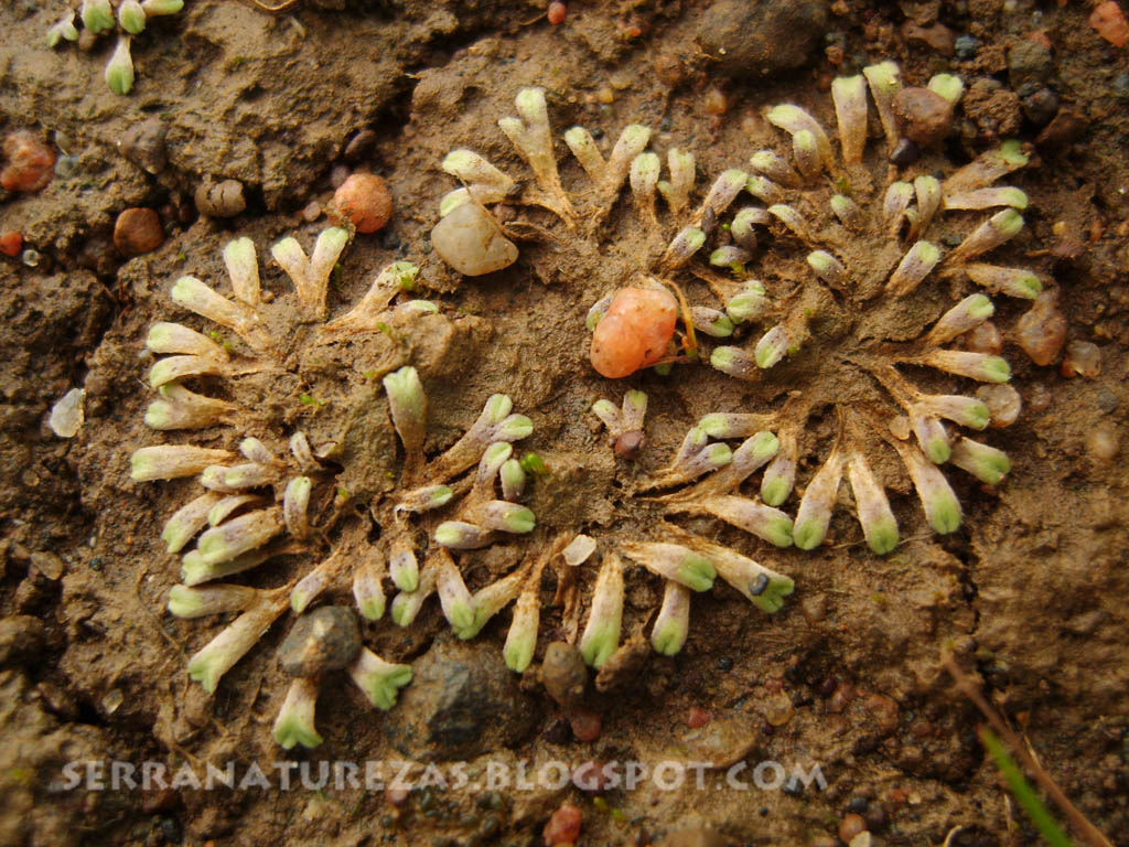 [hepatica.jpg]
