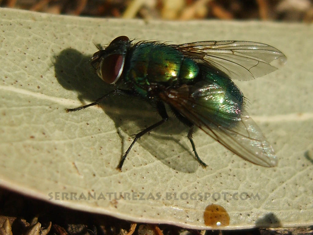 [mosca01.jpg]