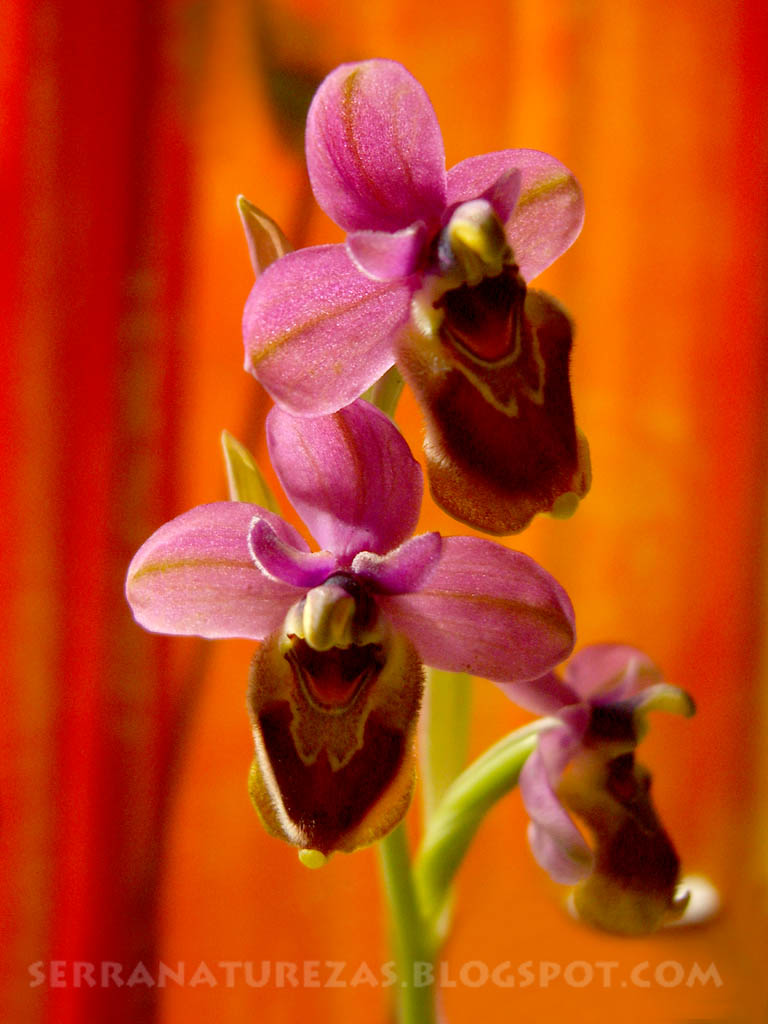 [Ophrys_apifera_FL.jpg]