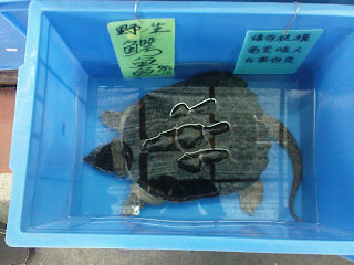Abuse Adore Hidangan Exotic Pity Pity Pity That Animals