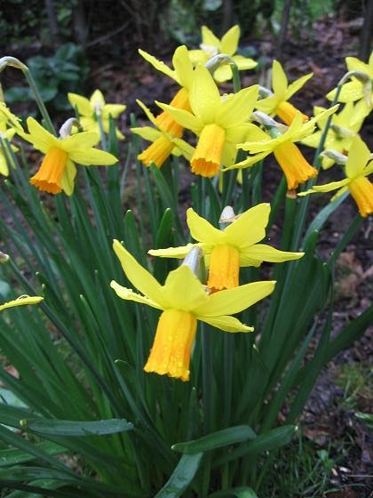[Daffodils+25th.jpg]