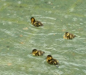 [duck+re.jpg]