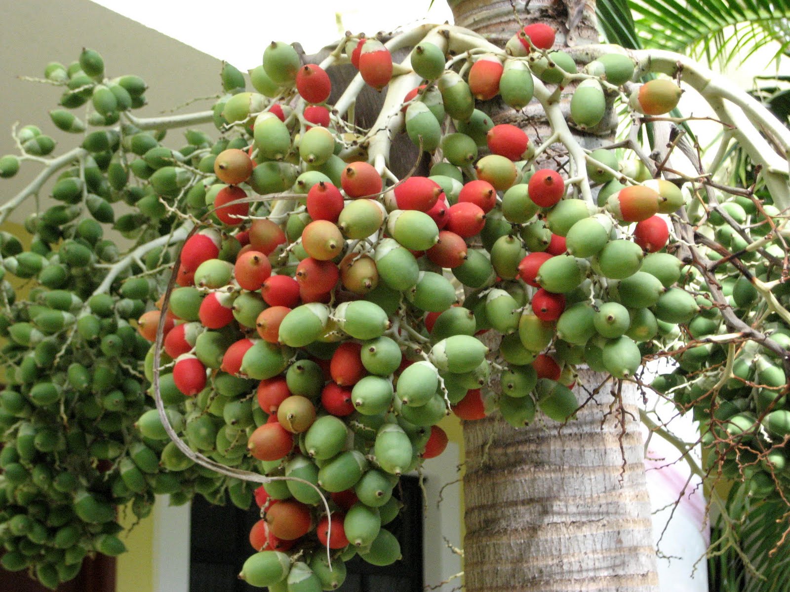 Living Rootless Palm fruit