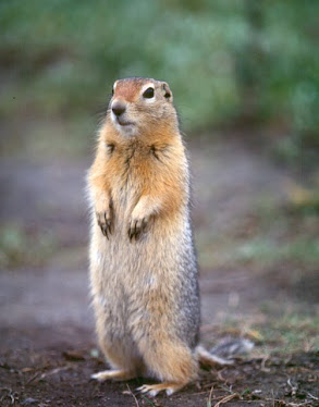 Arctic Ground Squirrel