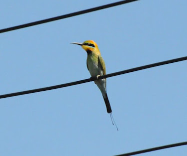 Rainbow Bee-eater