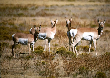 Pronghorn