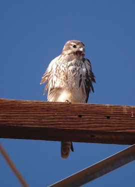 Prairie Falcon