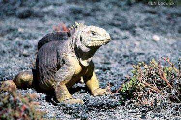 Galapagos Land Iguana, Male
