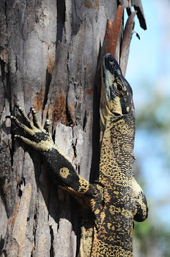 Lace Goanna