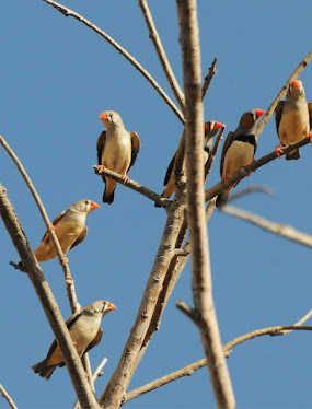 Zebra Finches