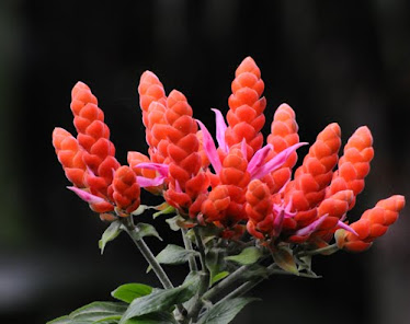 Aphelandra sinclairii