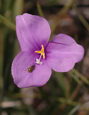 Patersonia occidentalis, Iridaceae