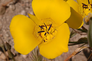 Slender Mariposa Lily