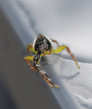 Queensland Green Jumping Spider