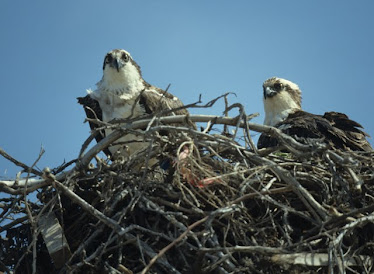 Ospreys on nest