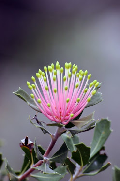 Banksia cuneata