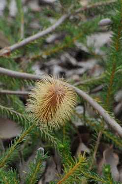 Banksia puchella