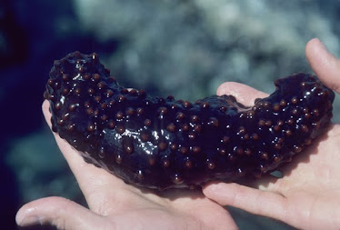 Aplysia or Sea Slug