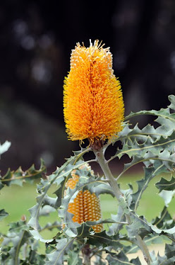 Banksia ashbyi 3