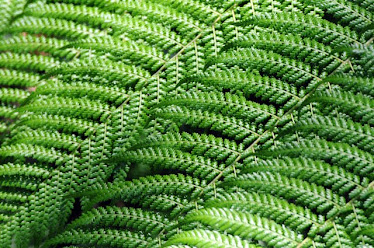 Tree Fern Frond