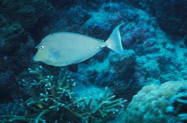 Blue-spined Unicornfish 1